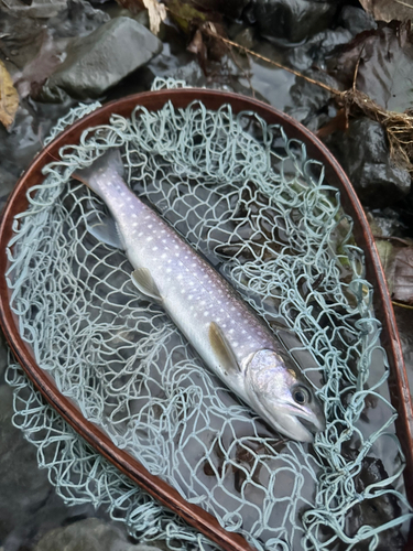 イワナの釣果