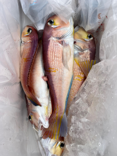 アマダイの釣果