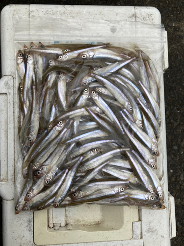 ワカサギの釣果