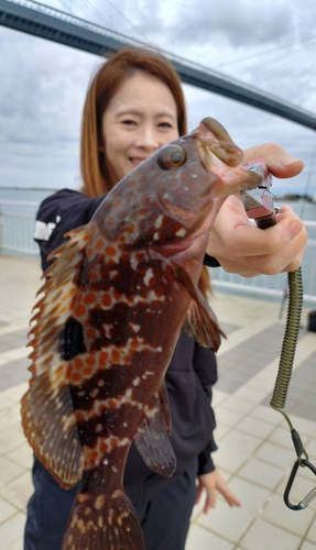 キジハタの釣果