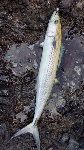 サゴシの釣果