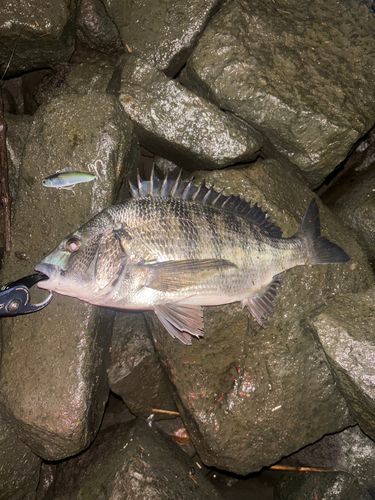 クロダイの釣果