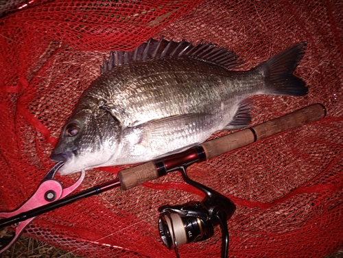 ミナミクロダイの釣果