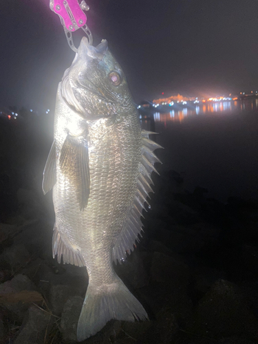 チヌの釣果