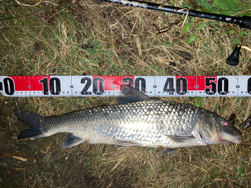 ニゴイの釣果