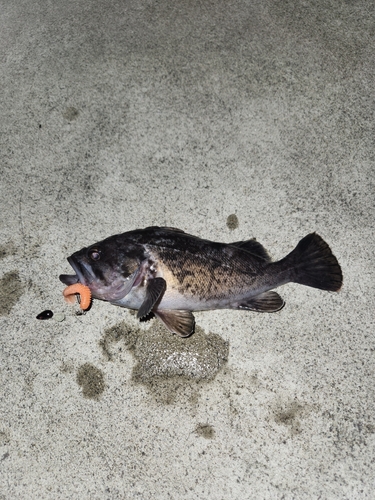 クロソイの釣果