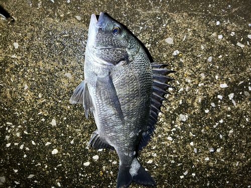 チヌの釣果