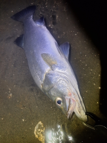 ヒラスズキの釣果