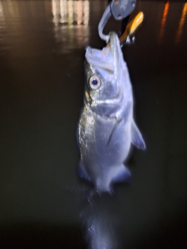 セイゴ（ヒラスズキ）の釣果