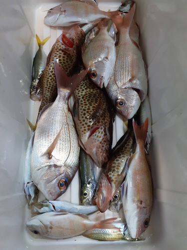 タイの釣果