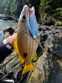 ヤマトビーの釣果