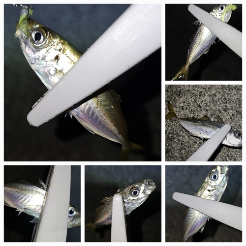 アジの釣果