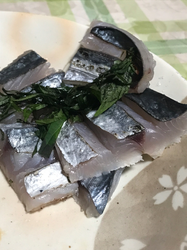 サゴシの釣果