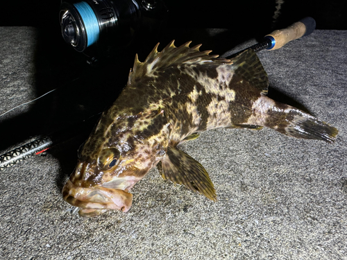 タケノコメバルの釣果