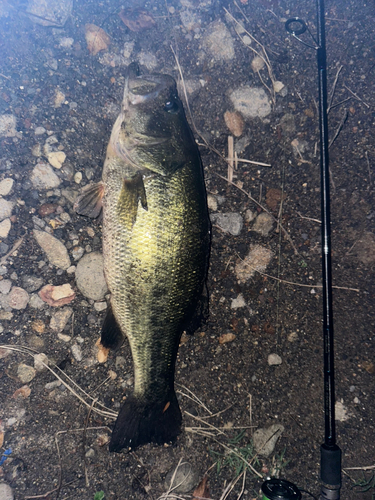 ブラックバスの釣果