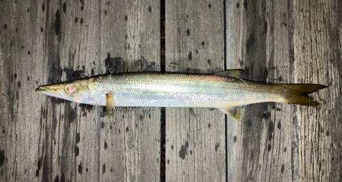 アカカマスの釣果