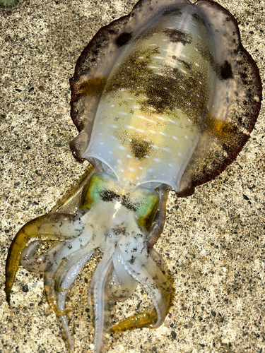 アオリイカの釣果