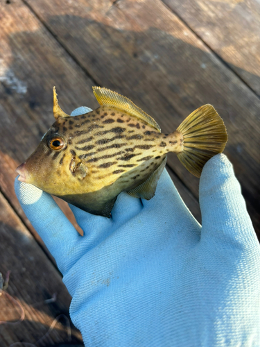 カワハギの釣果