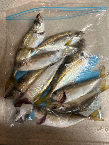 アジの釣果