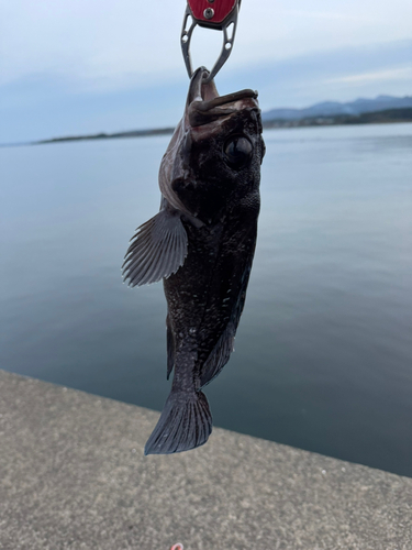 クロソイの釣果