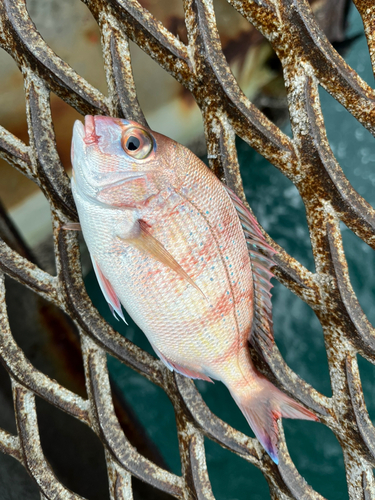 カワハギの釣果