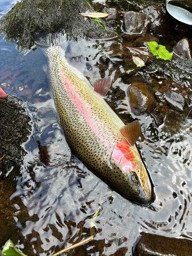 ニジマスの釣果