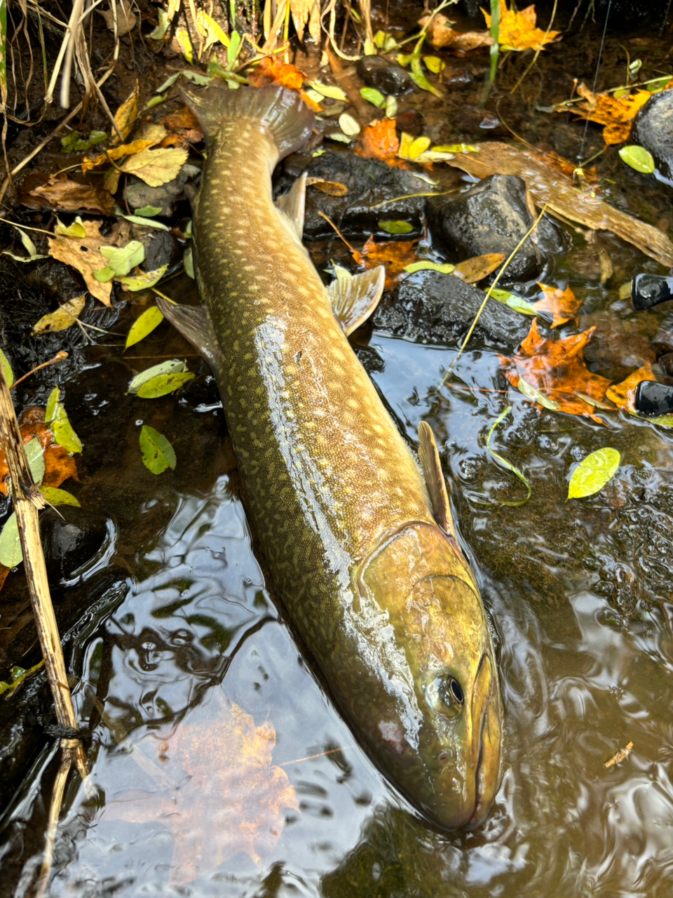 アメマス