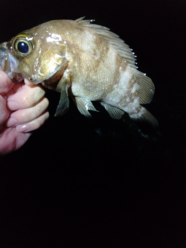 メバルの釣果