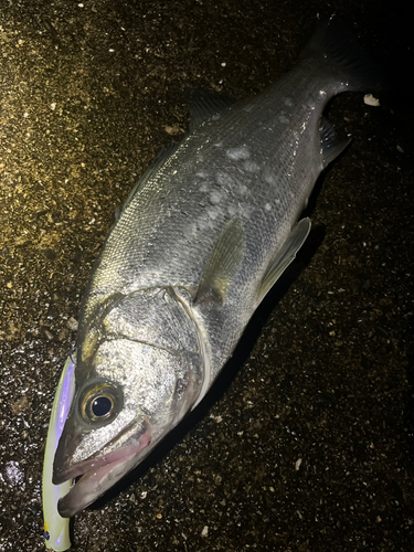 ヒラスズキの釣果