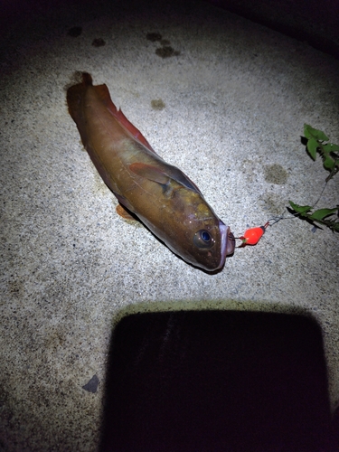 エゾイソアイナメの釣果