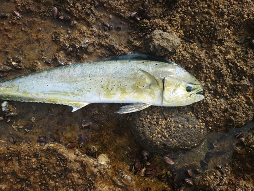 シイラの釣果