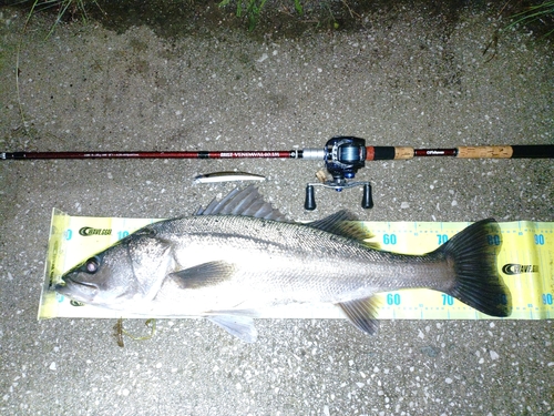 スズキの釣果