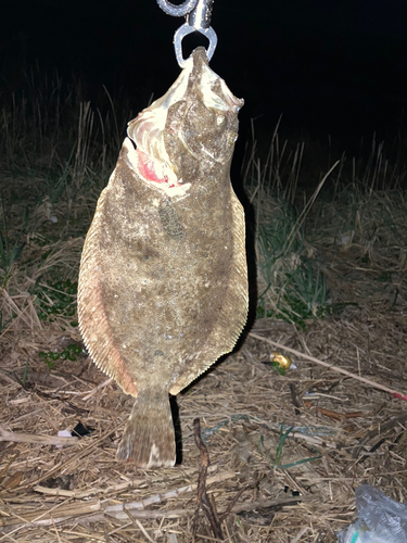 ヒラメの釣果