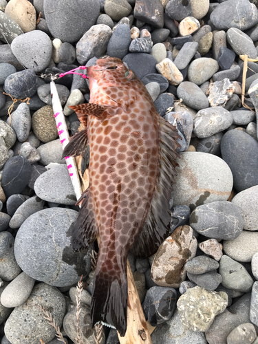 オオモンハタの釣果