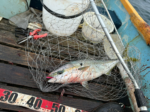 イナダの釣果