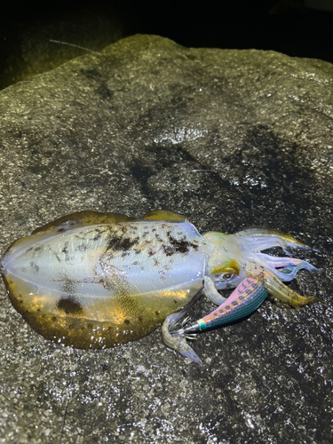 アオリイカの釣果