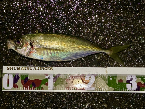 マアジの釣果