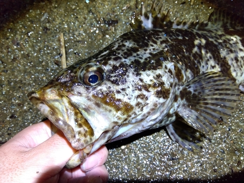 タケノコメバルの釣果