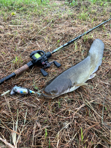 ナマズの釣果