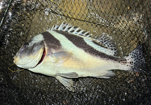 コショウダイの釣果