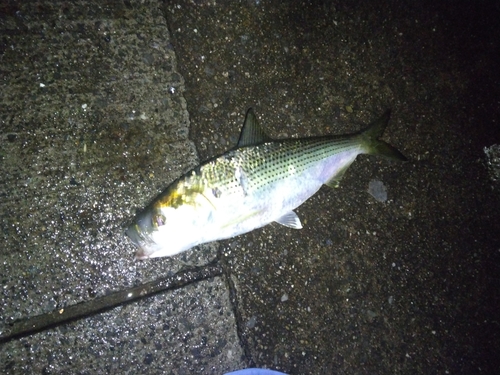 コノシロの釣果