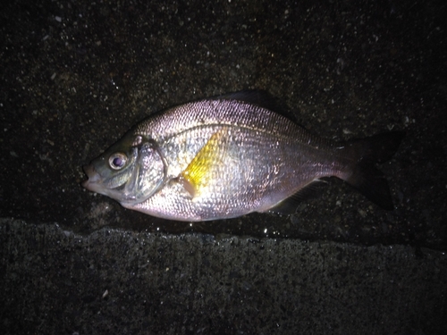 マタナゴの釣果