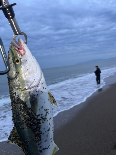 イナダの釣果