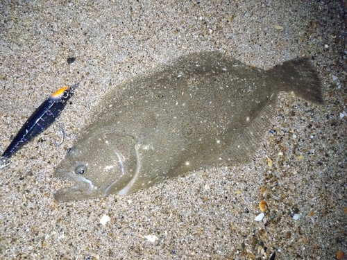 ヒラメの釣果