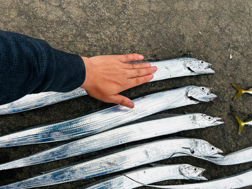 タチウオの釣果