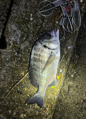 クロダイの釣果