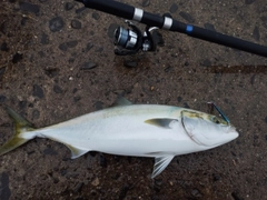 メジロの釣果