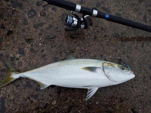 メジロの釣果