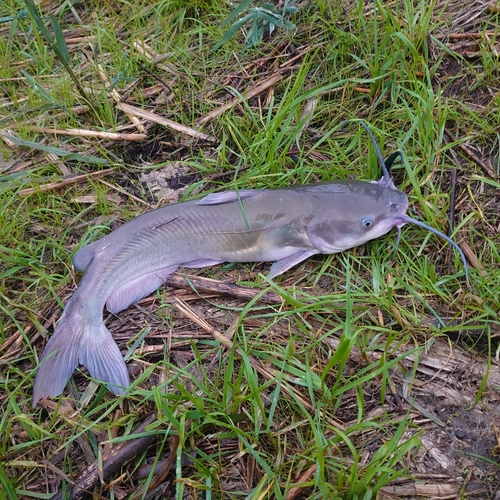 アメリカナマズの釣果