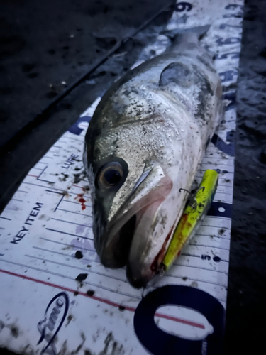 シーバスの釣果